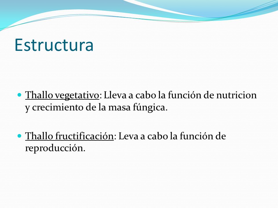 Estructura Thallo vegetativo: Lleva a cabo la función de nutricion y crecimiento de la masa fúngica.