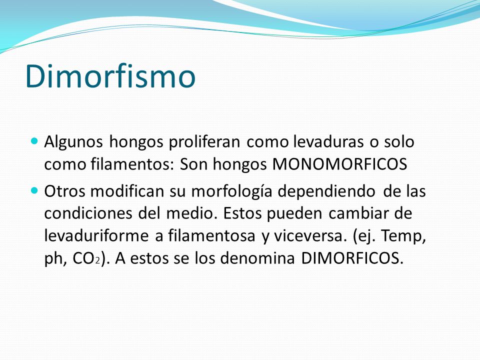 Dimorfismo Algunos hongos proliferan como levaduras o solo como filamentos: Son hongos MONOMORFICOS.