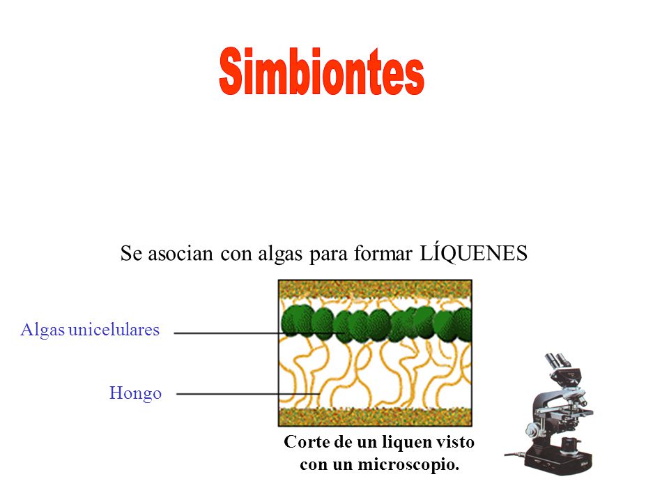 Corte de un liquen visto con un microscopio.