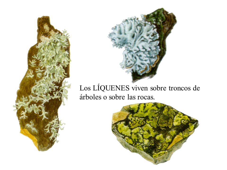 Los LÍQUENES viven sobre troncos de árboles o sobre las rocas.