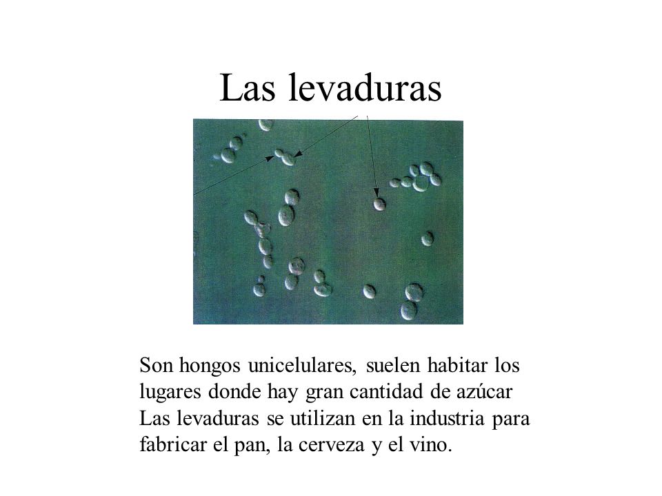 Las levaduras Son hongos unicelulares, suelen habitar los lugares donde hay gran cantidad de azúcar.