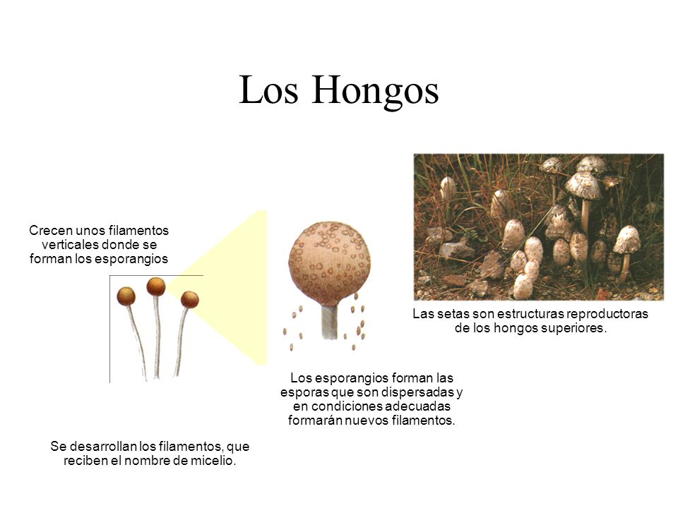 Los Hongos Crecen unos filamentos verticales donde se forman los esporangios. Las setas son estructuras reproductoras de los hongos superiores.