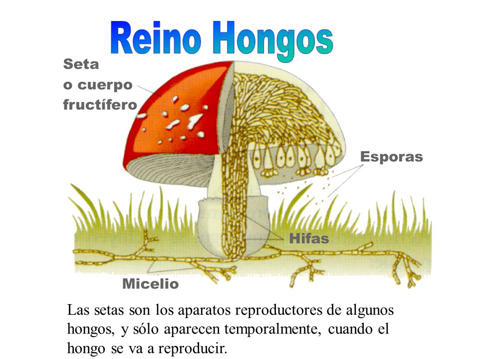 Reino Hongos Las setas son los aparatos reproductores de algunos hongos, y sólo aparecen temporalmente, cuando el hongo se va a reproducir.