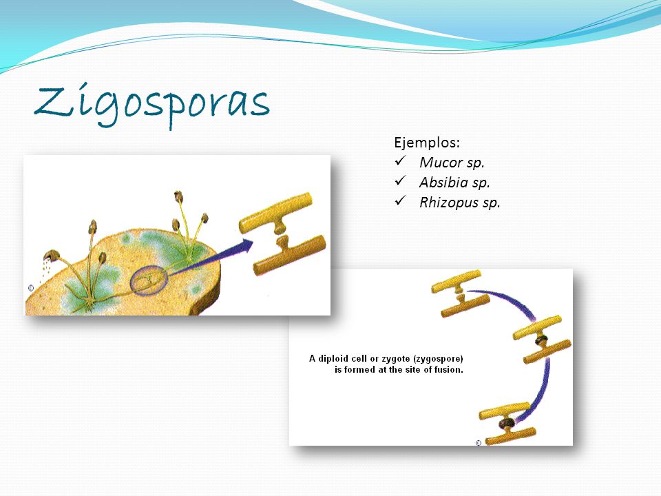 Zigosporas Ejemplos: Mucor sp. Absibia sp. Rhizopus sp.