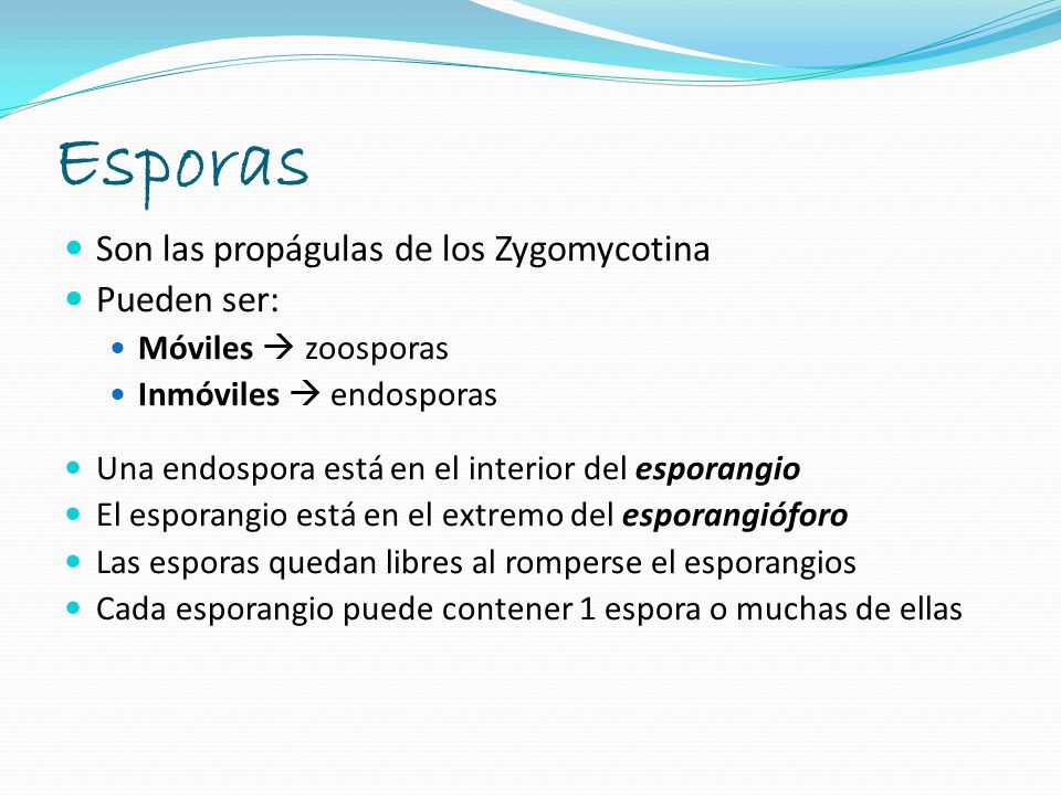 Esporas Son las propágulas de los Zygomycotina Pueden ser: