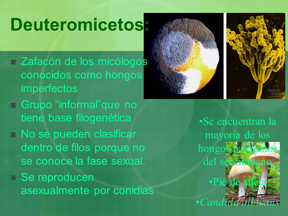 Se encuentran la mayoría de los hongos patógenos del ser humano