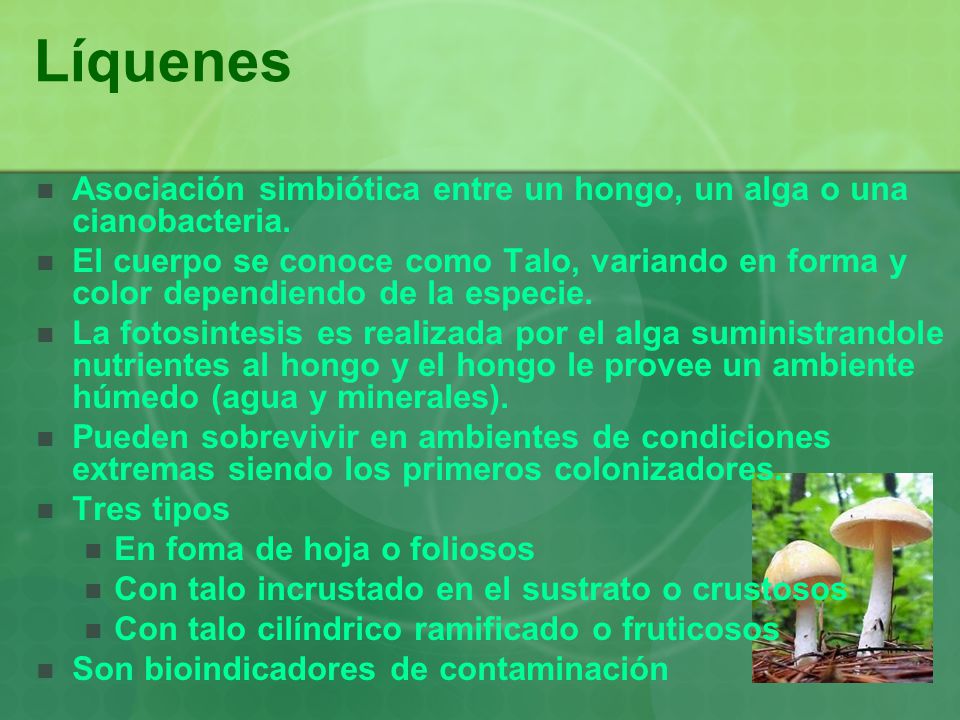 Líquenes Asociación simbiótica entre un hongo, un alga o una cianobacteria.
