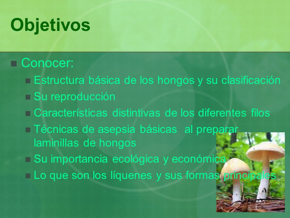 Objetivos Conocer: Estructura básica de los hongos y su clasificación