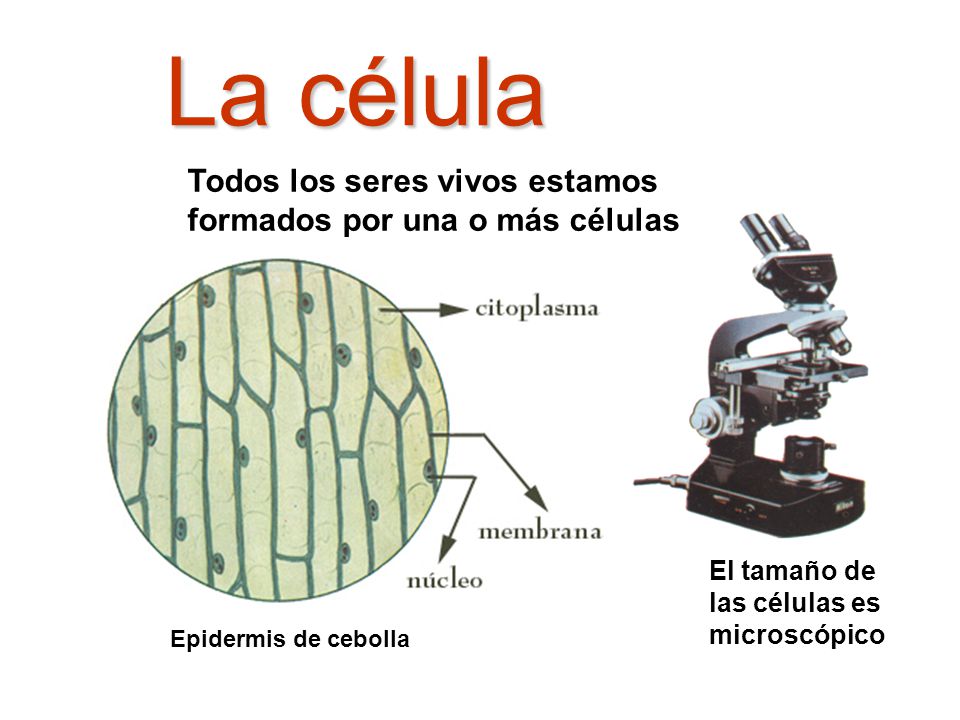 La célula Todos los seres vivos estamos formados por una o más células