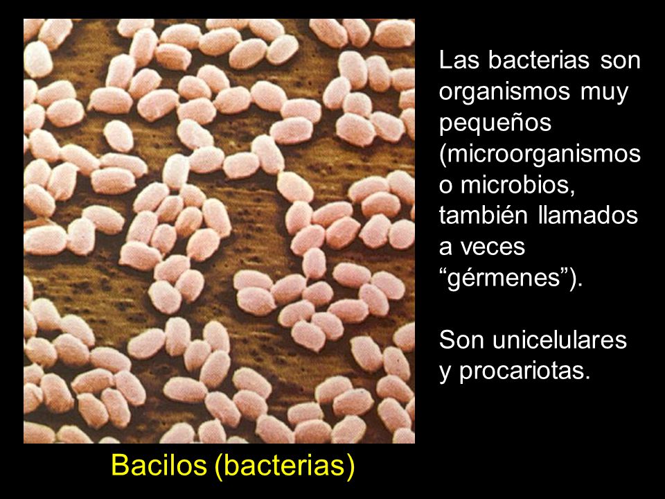 Las bacterias son organismos muy pequeños (microorganismos o microbios, también llamados a veces gérmenes ).