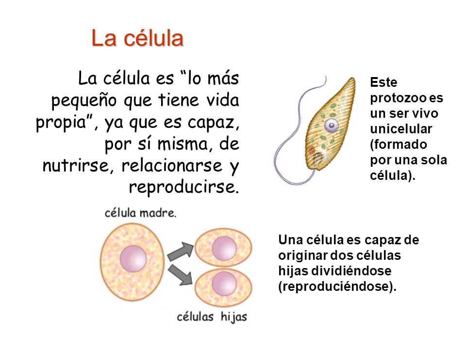 La célula La célula es lo más pequeño que tiene vida propia , ya que es capaz, por sí misma, de nutrirse, relacionarse y reproducirse.