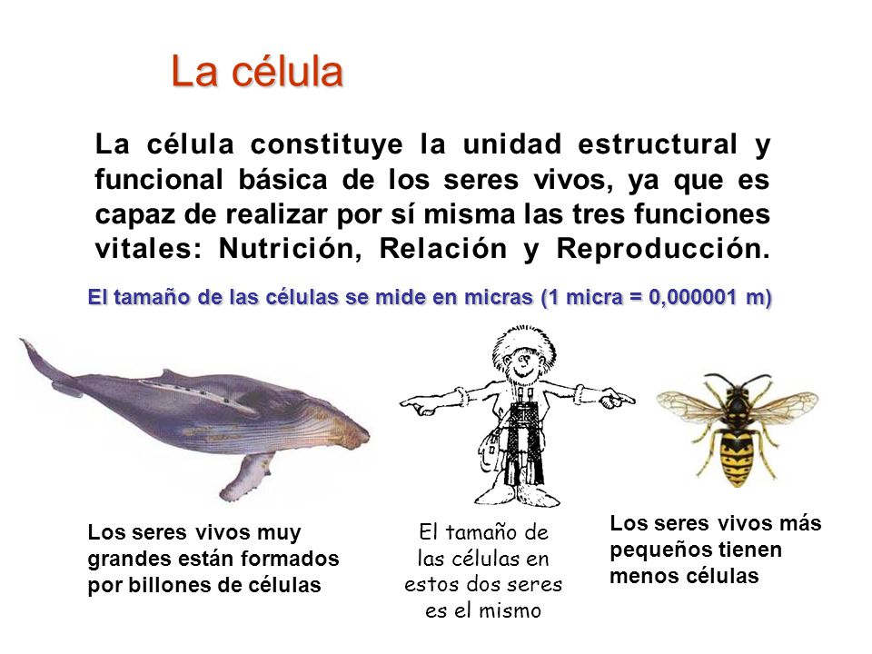 El tamaño de las células en estos dos seres es el mismo