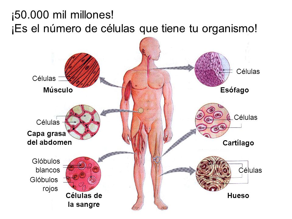 ¡Es el número de células que tiene tu organismo!