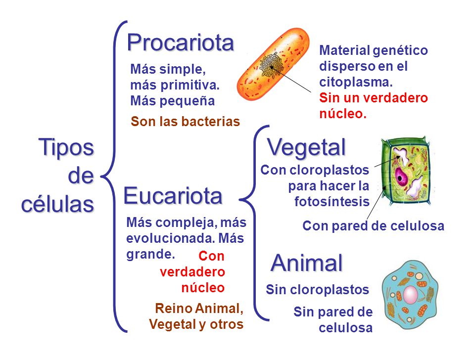 Procariota Tipos de células Vegetal Eucariota Animal