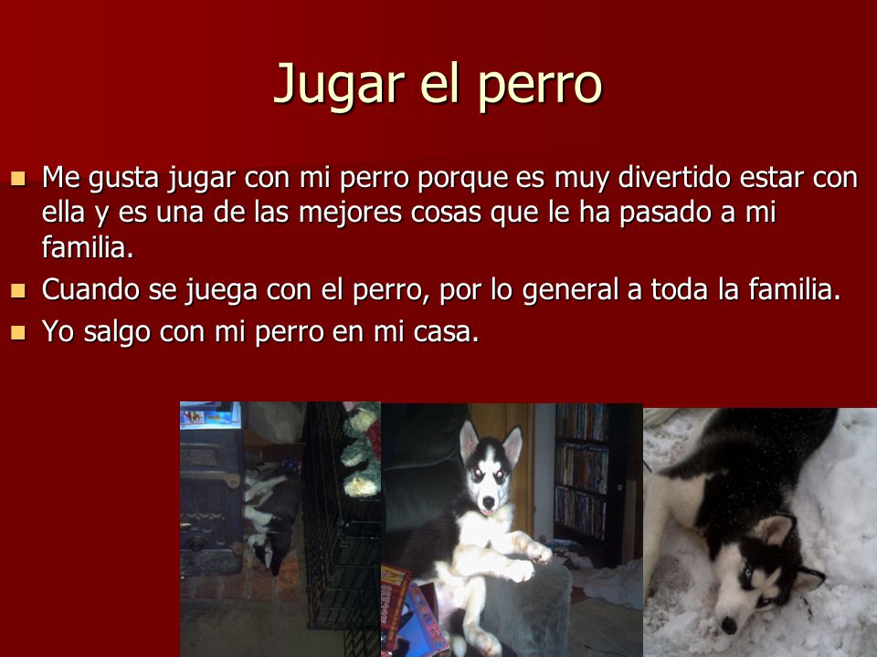 Jugar el perro Me gusta jugar con mi perro porque es muy divertido estar con ella y es una de las mejores cosas que le ha pasado a mi familia.