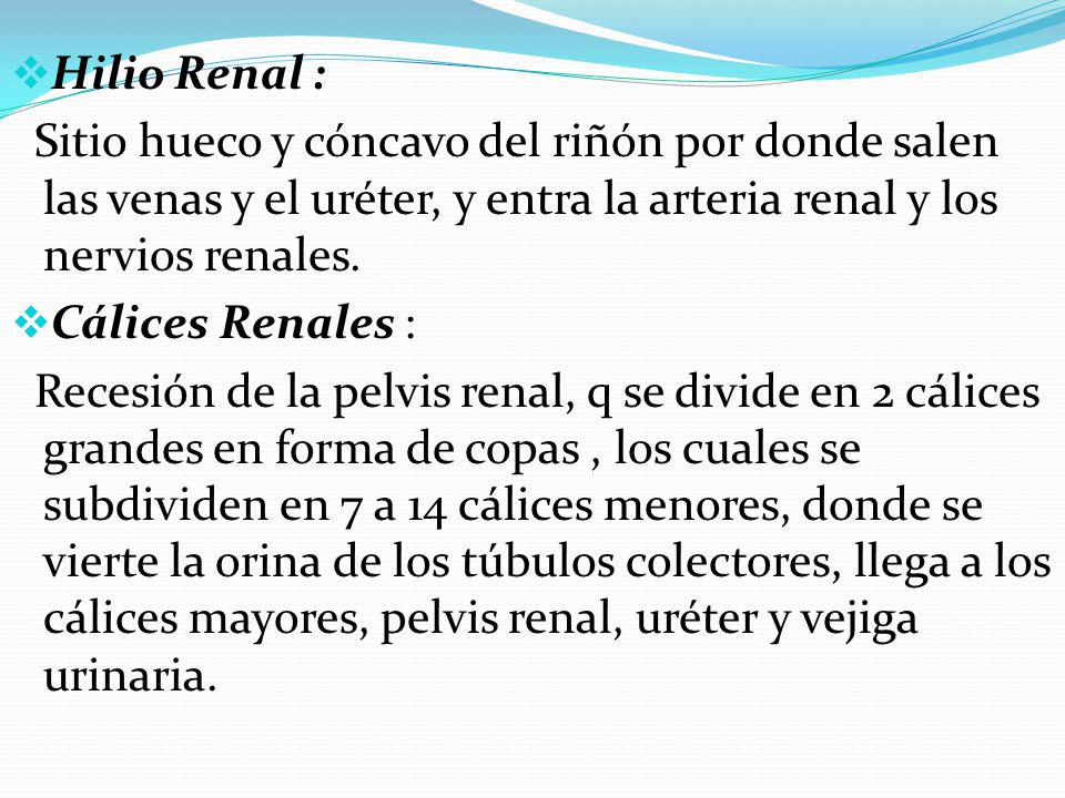 Hilio Renal : Sitio hueco y cóncavo del riñón por donde salen las venas y el uréter, y entra la arteria renal y los nervios renales.