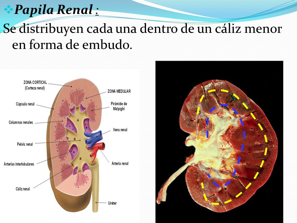 Papila Renal : Se distribuyen cada una dentro de un cáliz menor en forma de embudo.