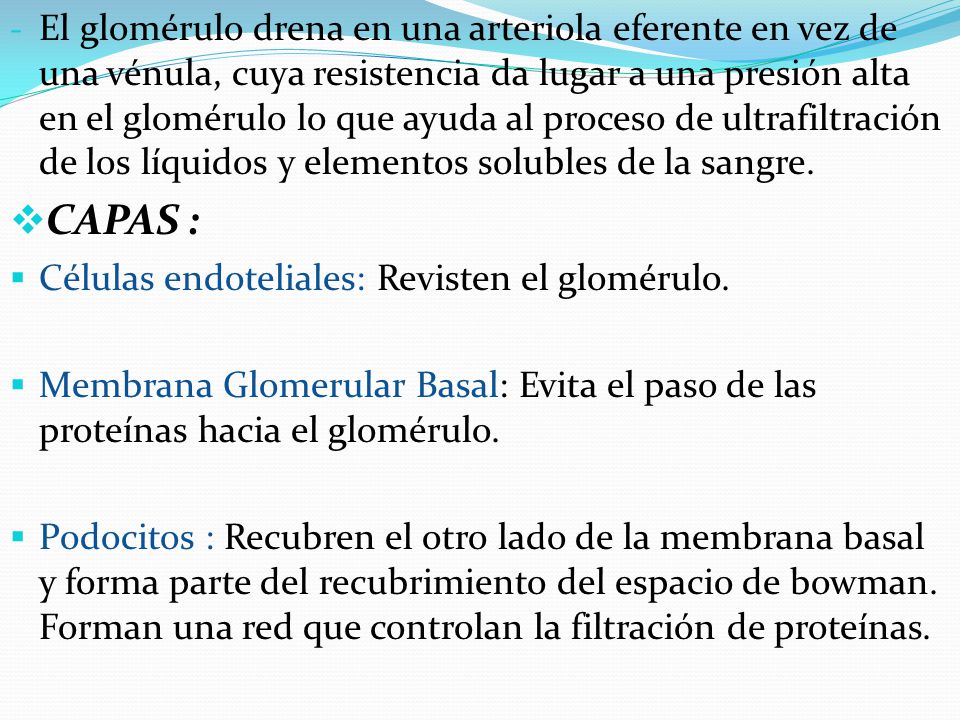 El glomérulo drena en una arteriola eferente en vez de una vénula, cuya resistencia da lugar a una presión alta en el glomérulo lo que ayuda al proceso de ultrafiltración de los líquidos y elementos solubles de la sangre.