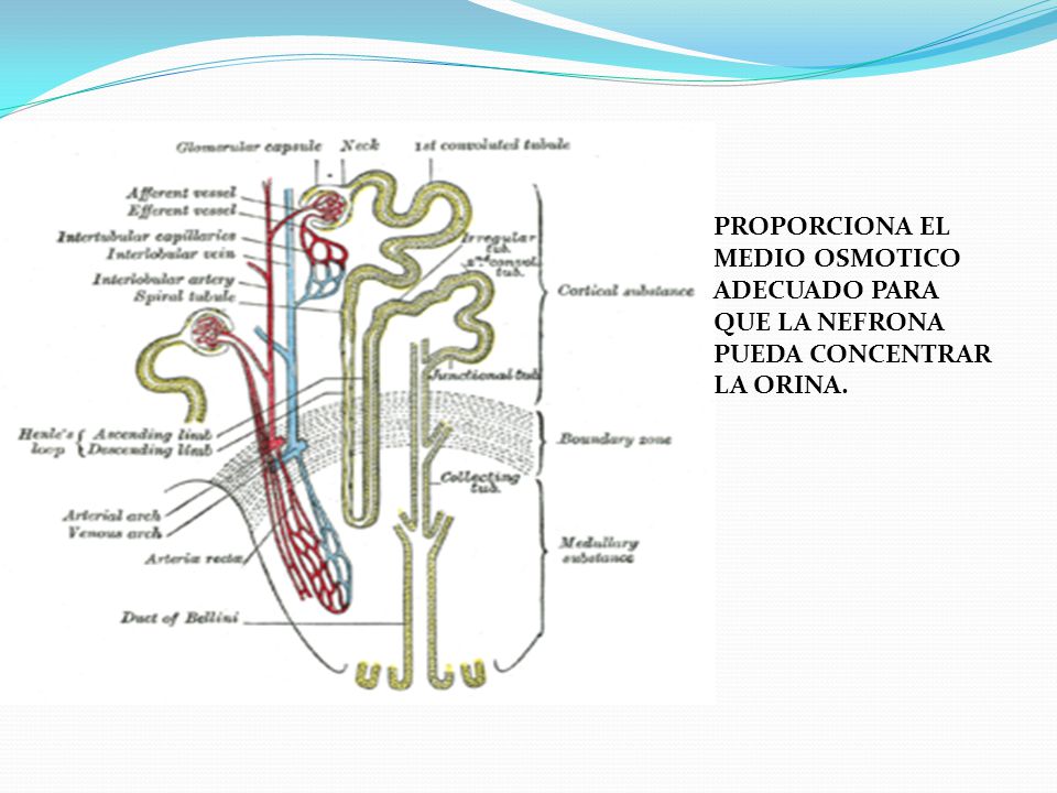 PROPORCIONA EL MEDIO OSMOTICO ADECUADO PARA QUE LA NEFRONA PUEDA CONCENTRAR LA ORINA.