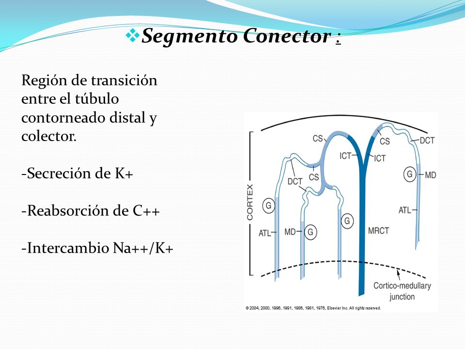Segmento Conector : Región de transición entre el túbulo contorneado distal y colector. Secreción de K+