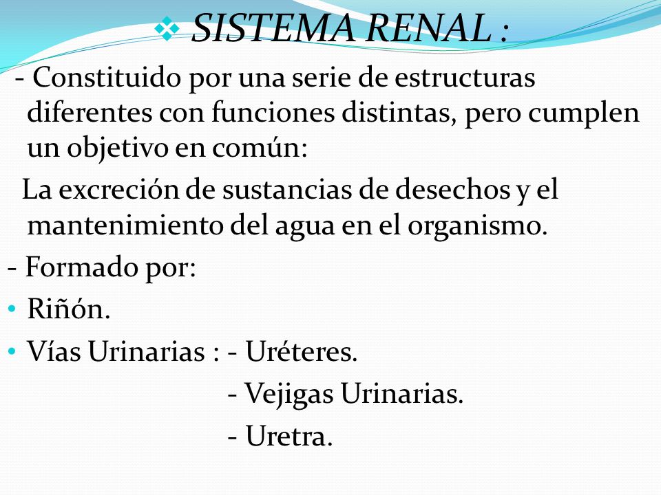 SISTEMA RENAL : - Constituido por una serie de estructuras diferentes con funciones distintas, pero cumplen un objetivo en común: