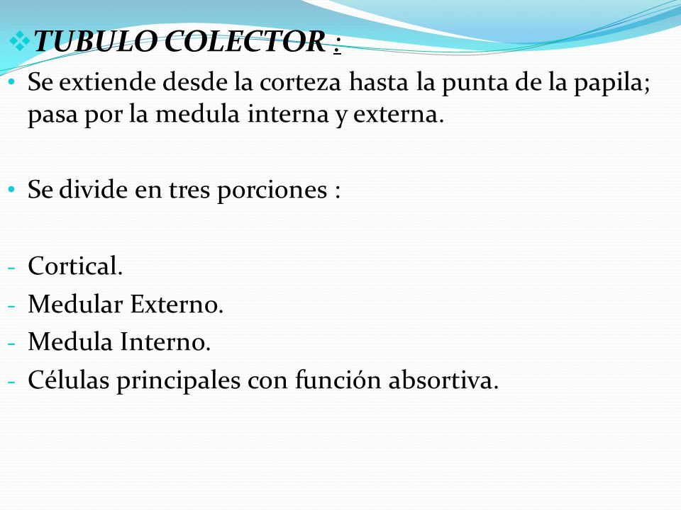 TUBULO COLECTOR : Se extiende desde la corteza hasta la punta de la papila; pasa por la medula interna y externa.