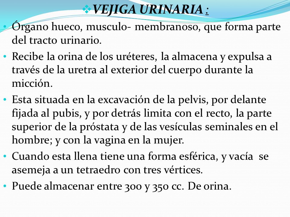 VEJIGA URINARIA : Órgano hueco, musculo- membranoso, que forma parte del tracto urinario.