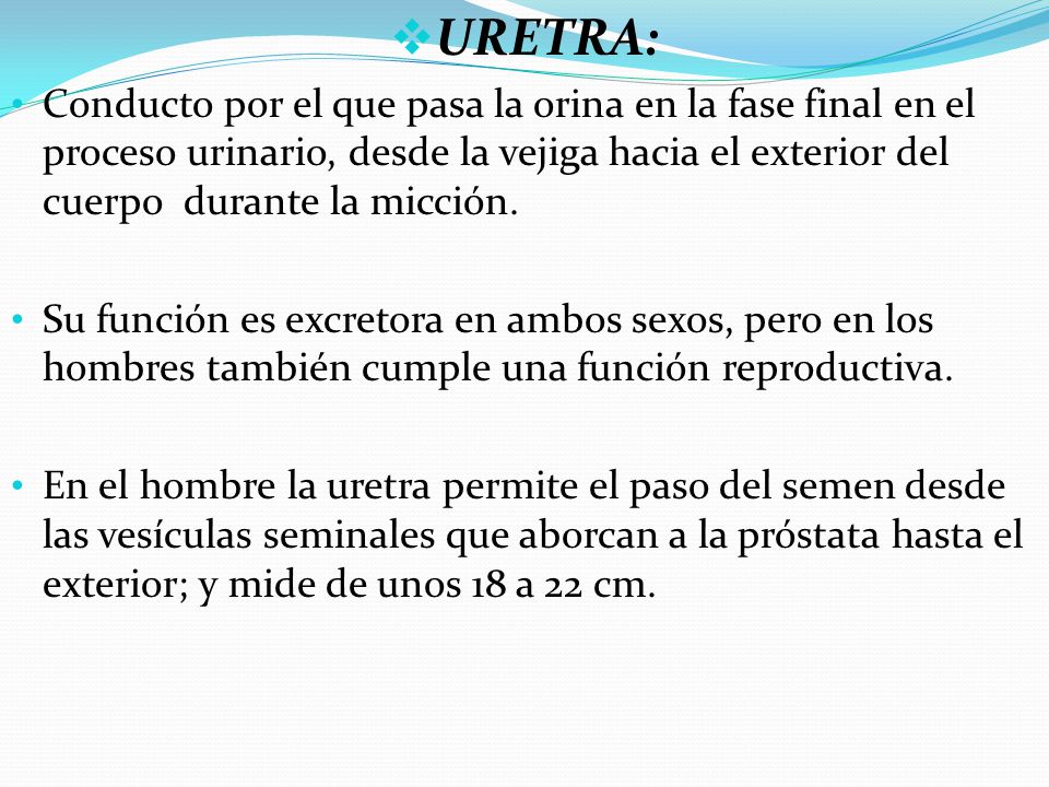 URETRA: Conducto por el que pasa la orina en la fase final en el proceso urinario, desde la vejiga hacia el exterior del cuerpo durante la micción.