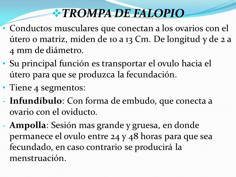 TROMPA DE FALOPIO Conductos musculares que conectan a los ovarios con el útero o matriz, miden de 10 a 13 Cm. De longitud y de 2 a 4 mm de diámetro.
