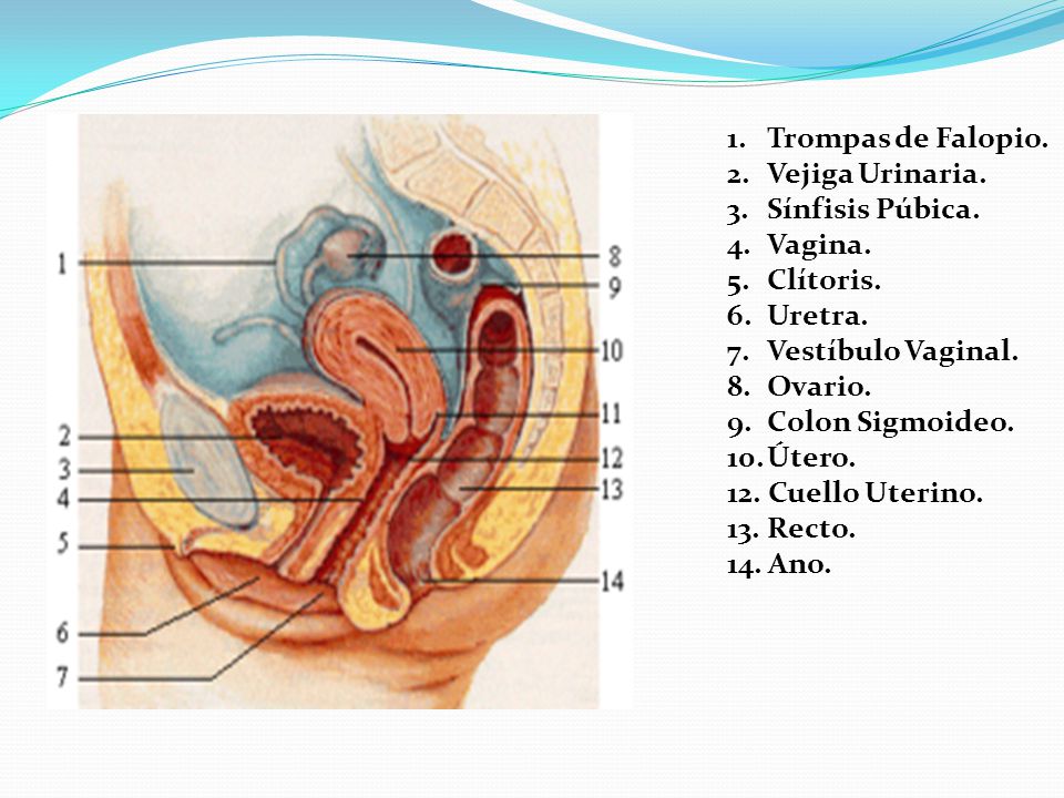 Trompas de Falopio. Vejiga Urinaria. Sínfisis Púbica. Vagina. Clítoris. Uretra. Vestíbulo Vaginal.