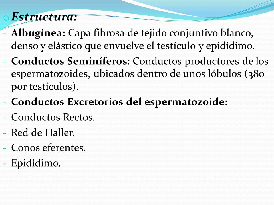 Estructura: Albugínea: Capa fibrosa de tejido conjuntivo blanco, denso y elástico que envuelve el testículo y epidídimo.