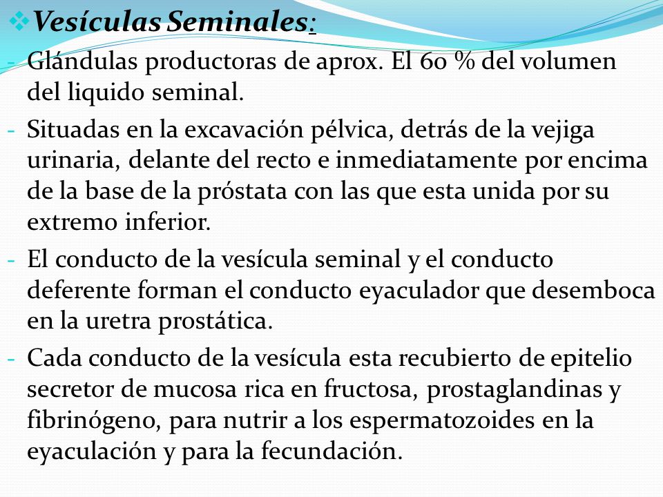 Vesículas Seminales: Glándulas productoras de aprox. El 60 % del volumen del liquido seminal.