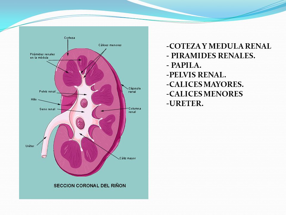 COTEZA Y MEDULA RENAL PIRAMIDES RENALES. PAPILA. PELVIS RENAL. CALICES MAYORES. CALICES MENORES.