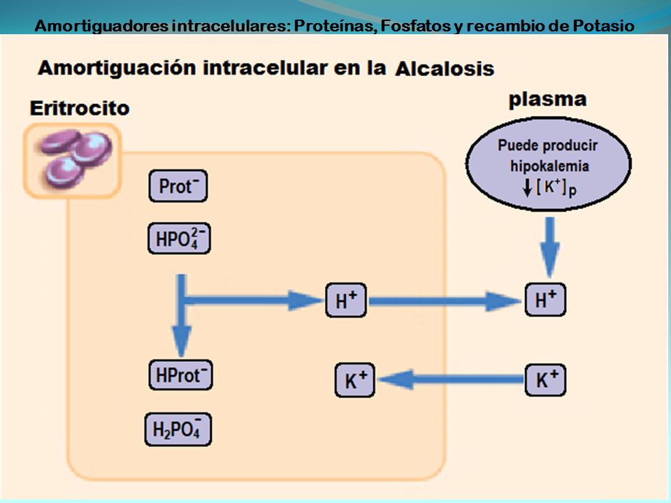 Amortiguadores intracelulares: Proteínas, Fosfatos y recambio de Potasio