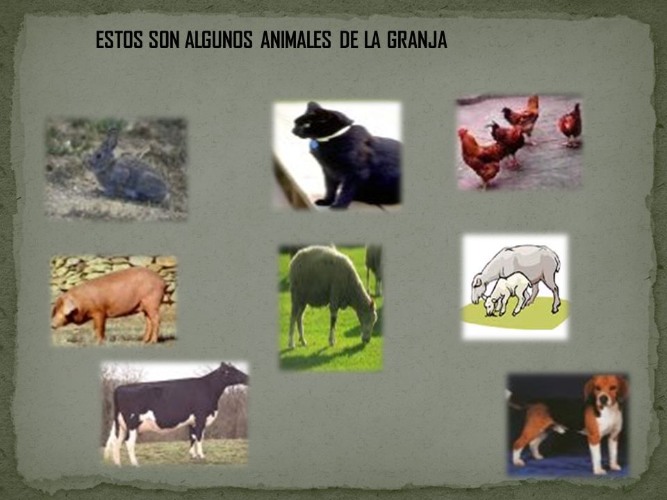 ESTOS SON ALGUNOS ANIMALES DE LA GRANJA