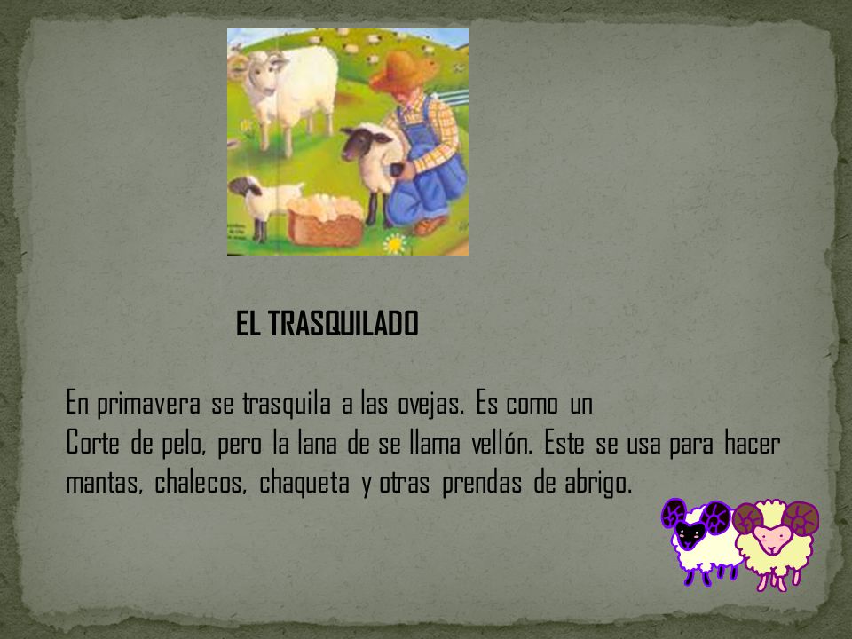 EL TRASQUILADO En primavera se trasquila a las ovejas. Es como un.