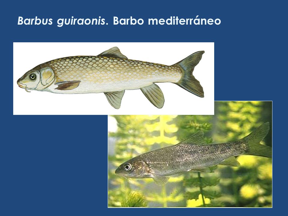 Barbus guiraonis. Barbo mediterráneo