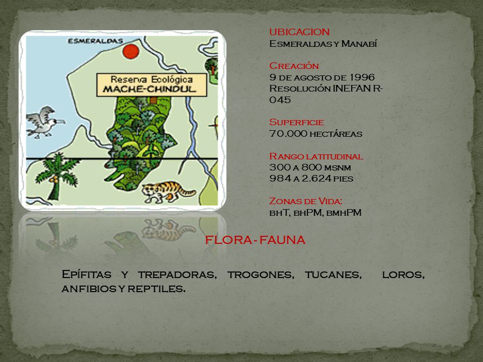 Epífitas y trepadoras, trogones, tucanes, loros, anfibios y reptiles.