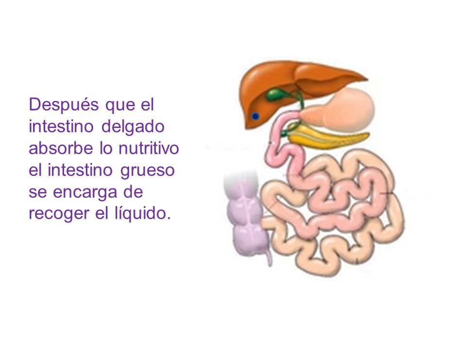 Después que el intestino delgado absorbe lo nutritivo el intestino grueso se encarga de recoger el líquido.