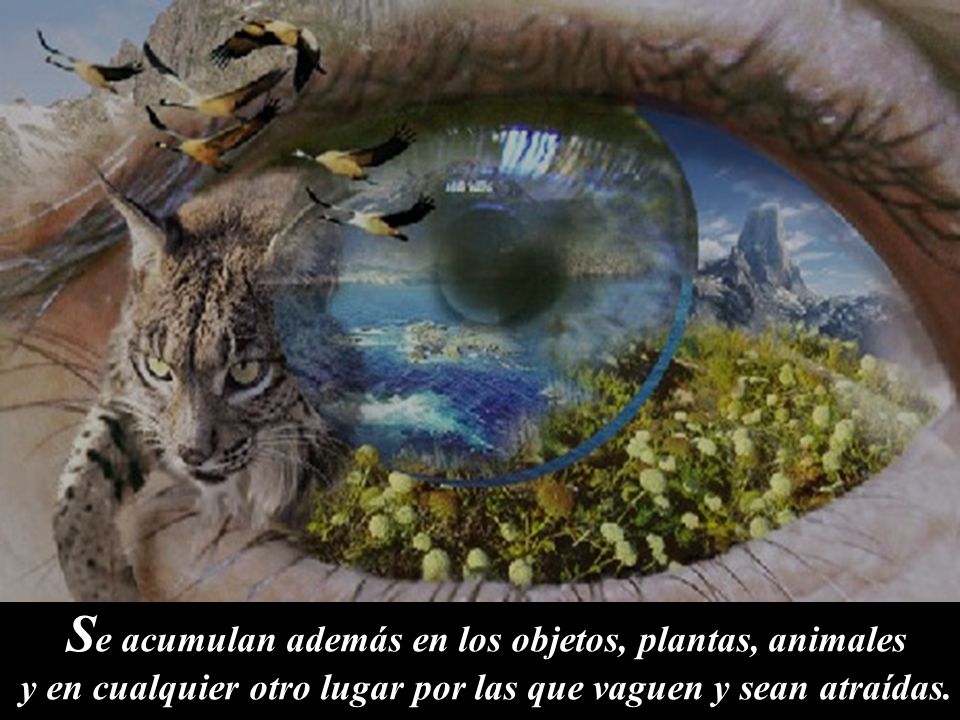 Se acumulan además en los objetos, plantas, animales y en cualquier otro lugar por las que vaguen y sean atraídas.