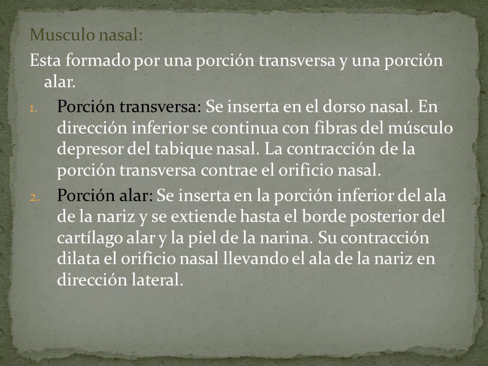 Musculo nasal: Esta formado por una porción transversa y una porción alar.