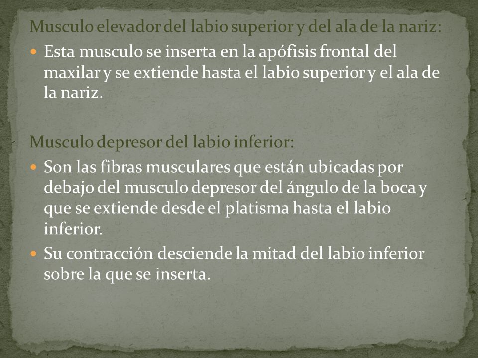 Musculo elevador del labio superior y del ala de la nariz:
