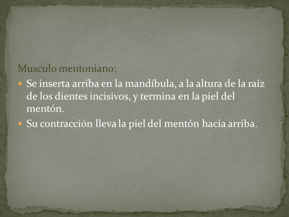 Musculo mentoniano: Se inserta arriba en la mandíbula, a la altura de la raíz de los dientes incisivos, y termina en la piel del mentón.