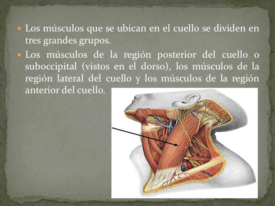 Los músculos que se ubican en el cuello se dividen en tres grandes grupos.