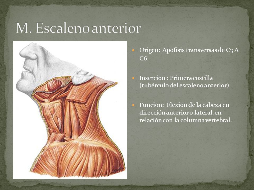 M. Escaleno anterior Origen: Apófisis transversas de C3 A C6.