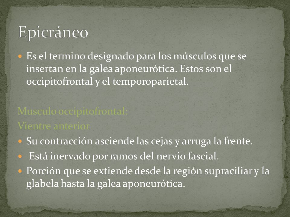 Epicráneo Es el termino designado para los músculos que se insertan en la galea aponeurótica. Estos son el occipitofrontal y el temporoparietal.