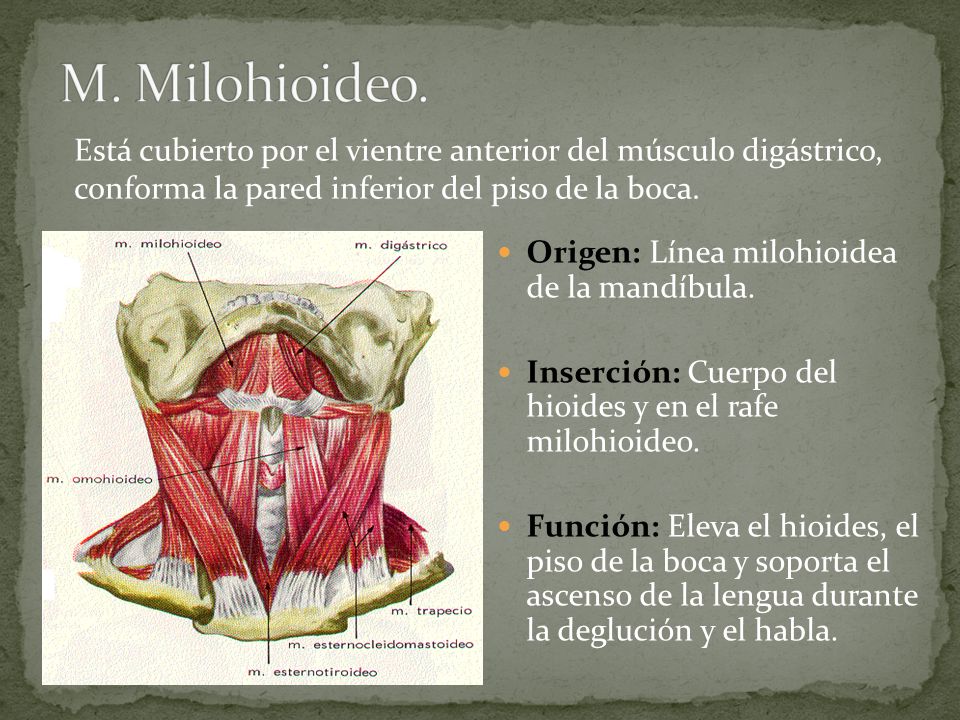 M. Milohioideo. Está cubierto por el vientre anterior del músculo digástrico, conforma la pared inferior del piso de la boca.