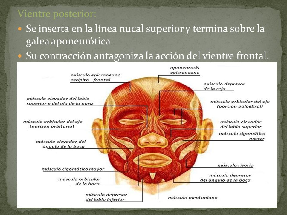 Vientre posterior: Se inserta en la línea nucal superior y termina sobre la galea aponeurótica.