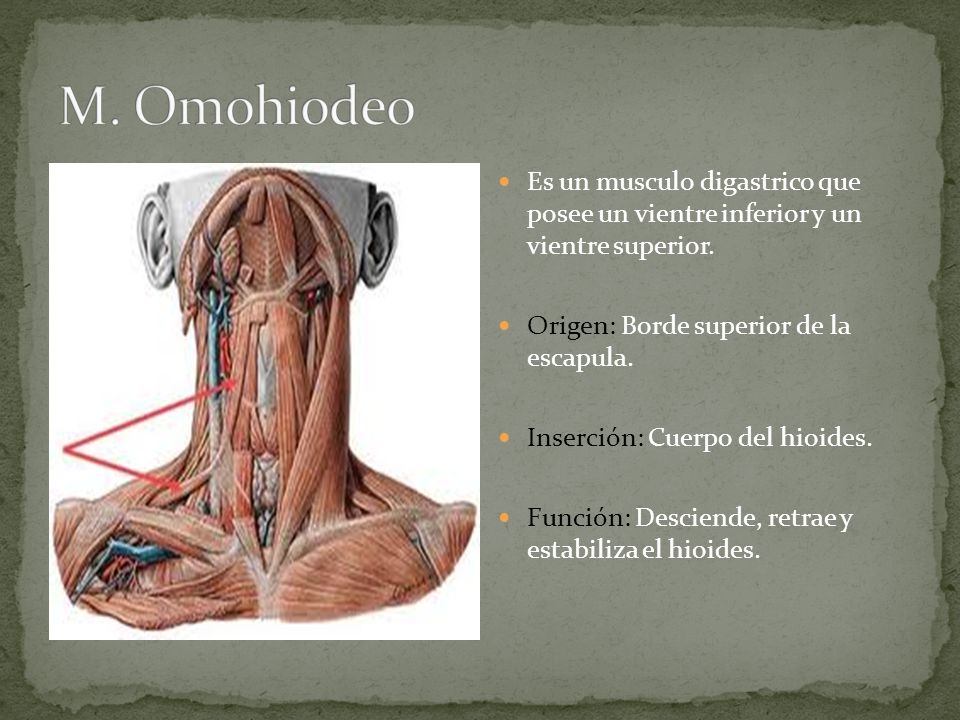 M. Omohiodeo Es un musculo digastrico que posee un vientre inferior y un vientre superior. Origen: Borde superior de la escapula.