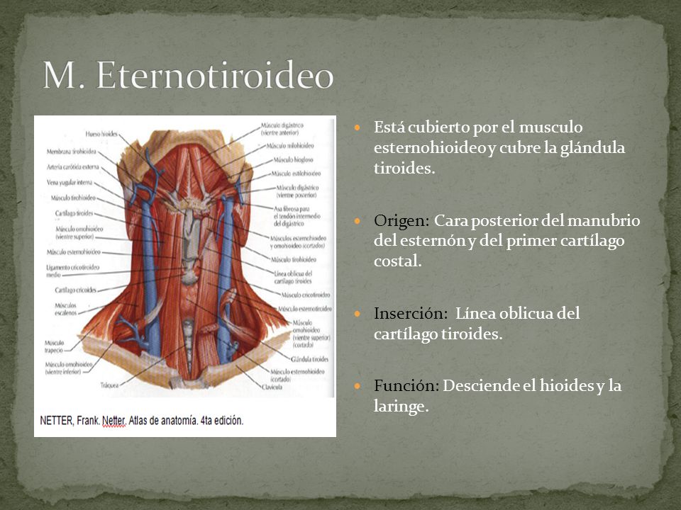 M. Eternotiroideo Está cubierto por el musculo esternohioideo y cubre la glándula tiroides.